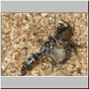 Pompilus cinereus - Wegwespe w54a mit Wolfsspinne - Sandgrube OS-Wallenhorst.jpg